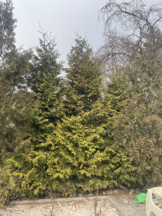 Елки, туи, кустарники