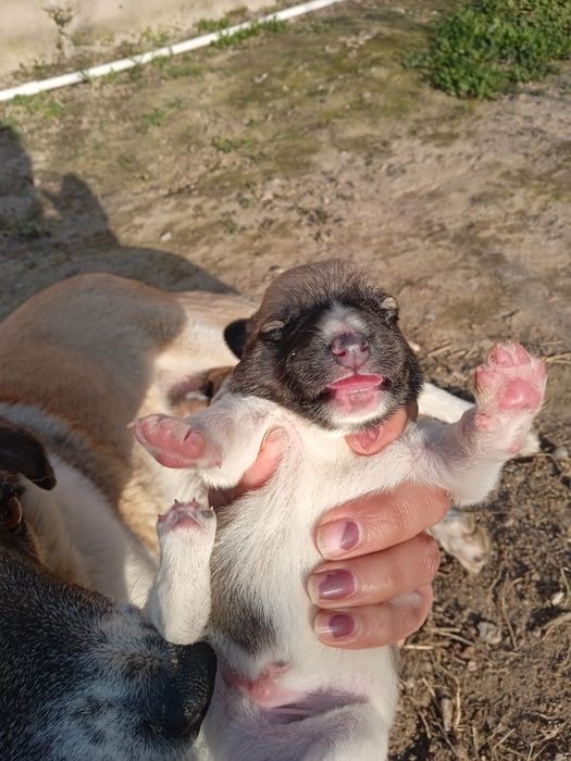 Kuchukchalar sotiladi