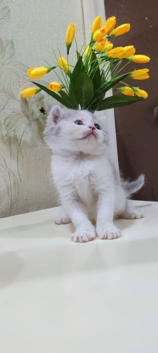 Мушукчалар сотилади.