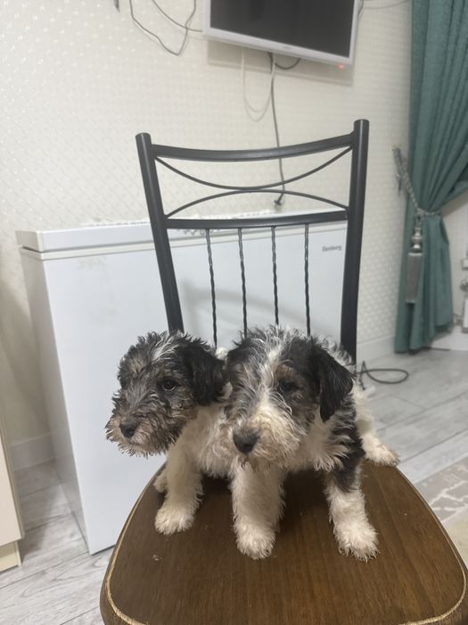 щенки фокстерьера2 месяца