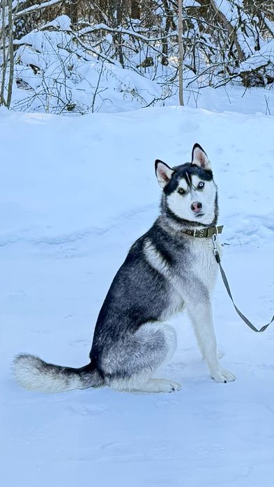 Кобель хаски для вязки