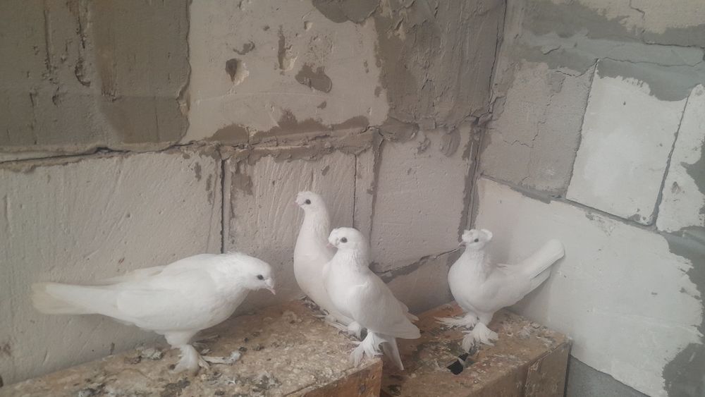 Голуби такла все голубки