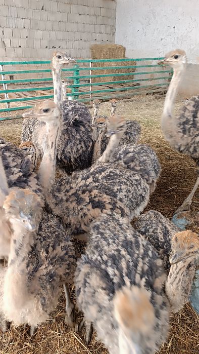 Страсята резерв на весну