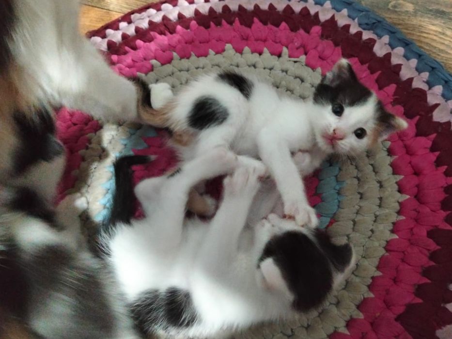 Котята вислоушки