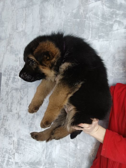 Щенки немецкой овчарки