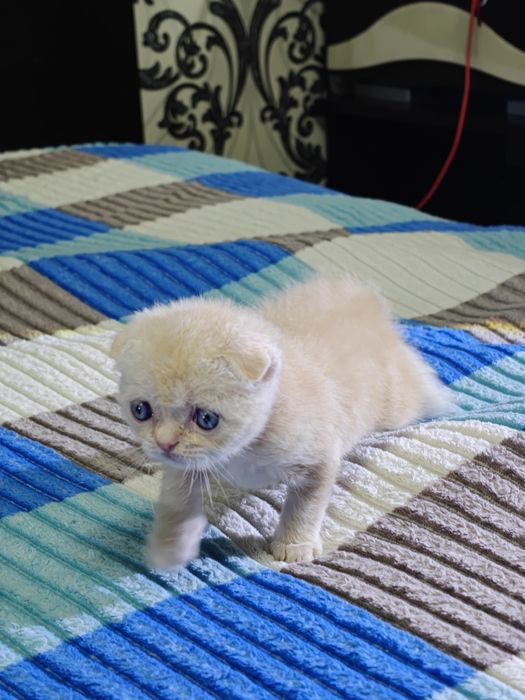 Пушистые комочки счастья