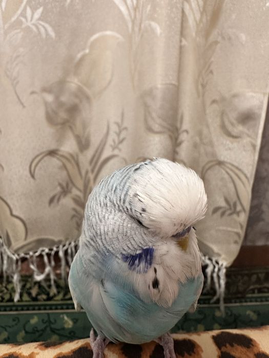 Продам попугаев (чехов)