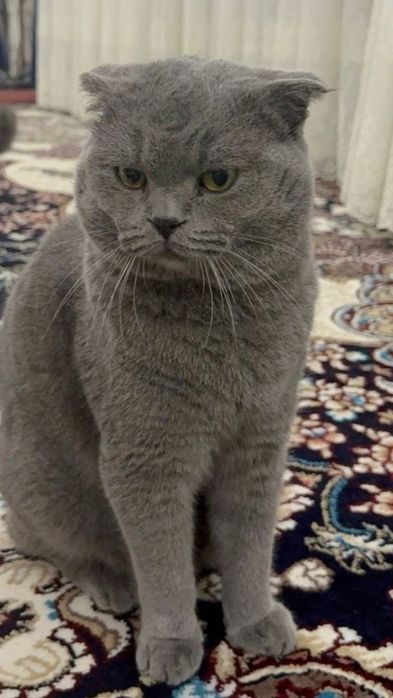 Britanski Mushuk