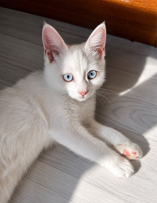 Кошка тараз Котёнок