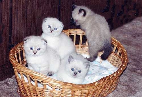 Британские котята пепельного окраса