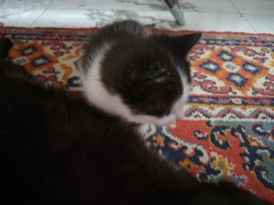 Отдам даром котят 2 месяца
