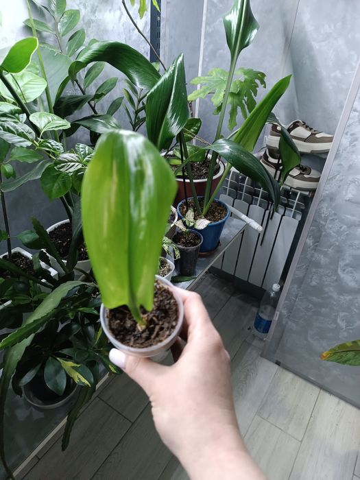 Продам комнатные растения