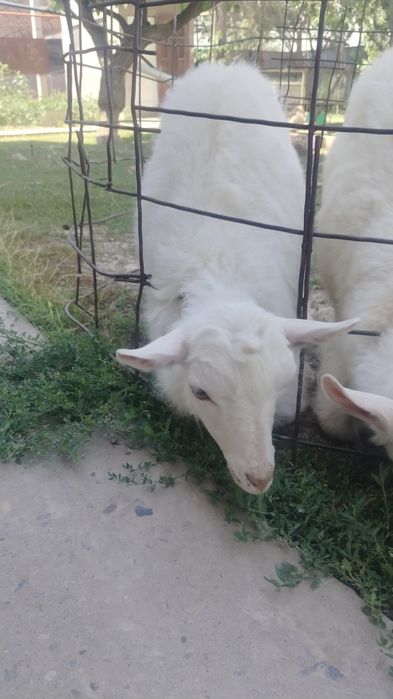 Лақтар сүтті ешкі лақтары