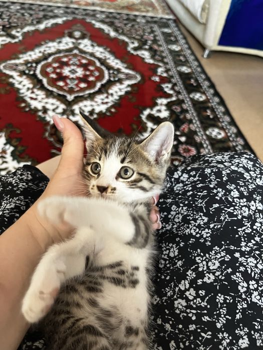 Отдам котенка в добрые руки