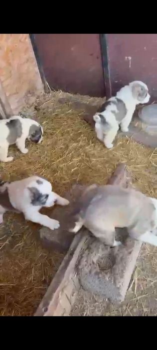 Алабай щенки продаётся