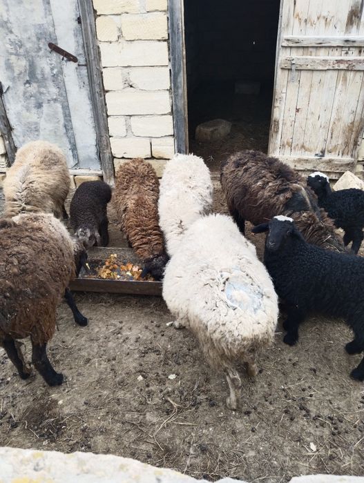 Сатылады Барашки