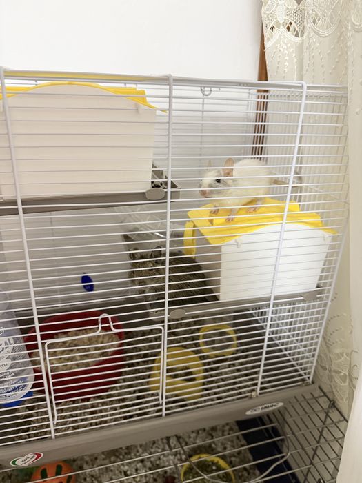 Veverite Degu cu Cusca Full