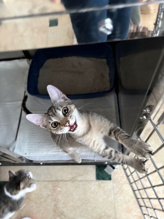 Teri, motanel de 4 luni pentru adoptie