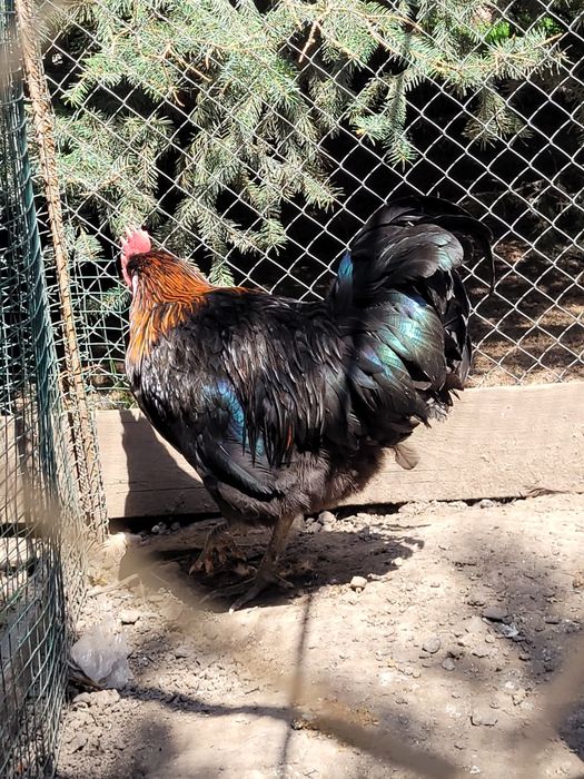 Продается петушок молодой