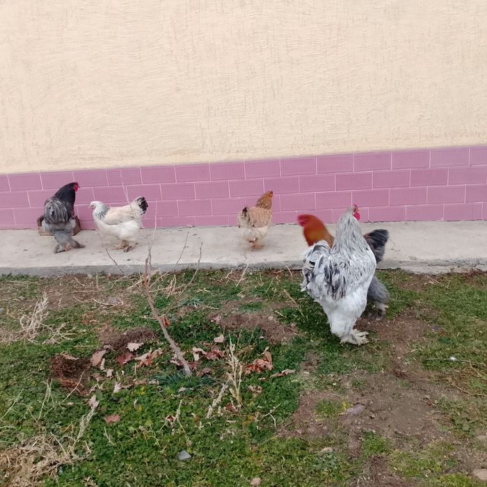 Обмениваю курей брам