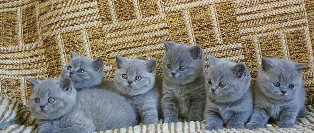 Предлагаются Вислоушечки и Прямоушечки