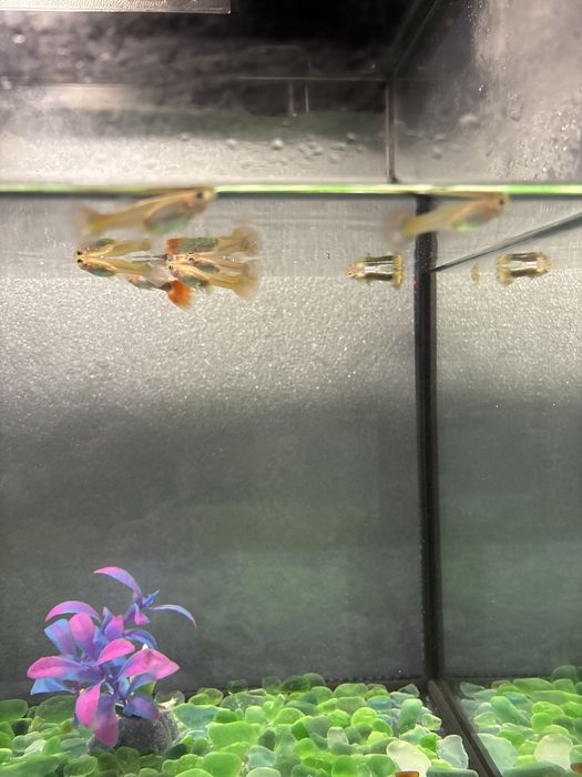 Продам аквариумные рыбки