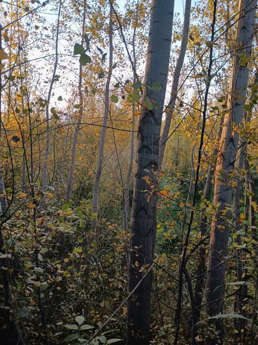 Srochni terak sotiladi