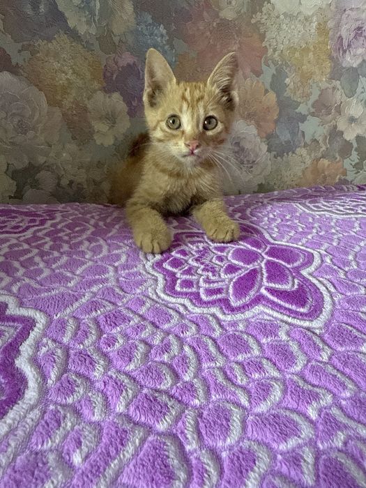 Котенка девочка в добрые руки!!!