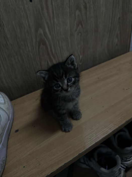 Милейшие котята