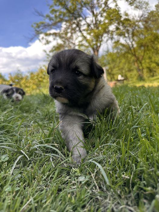 Donez metisi de ciobanesc de bucovina