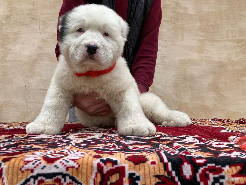 Щенок Алабая ( Супер Гигант )