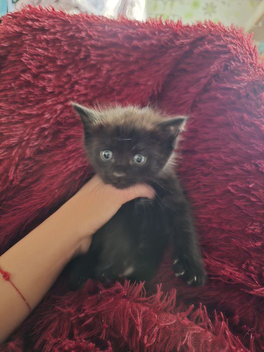 Котёнок  Красавчик