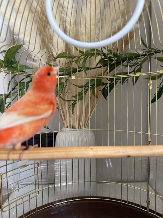 Канарейка ( турецкий )