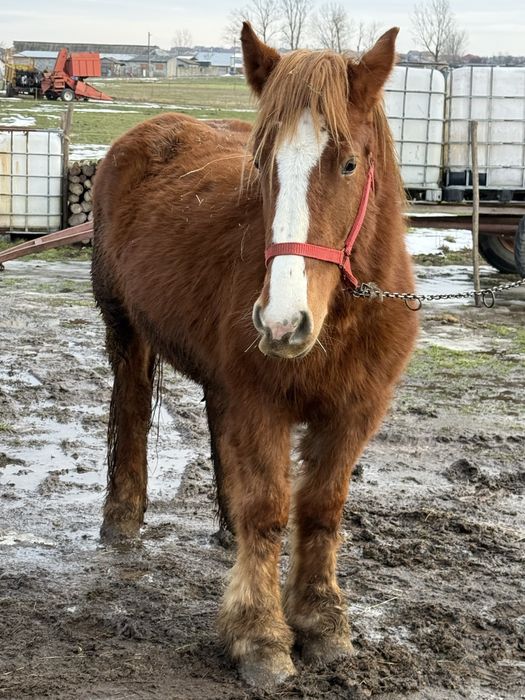 Vand manza de doi ani