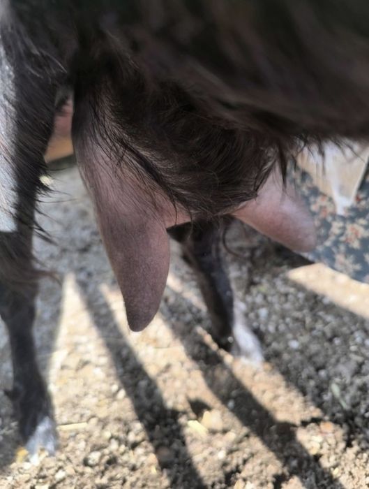 Продам козу алпейский