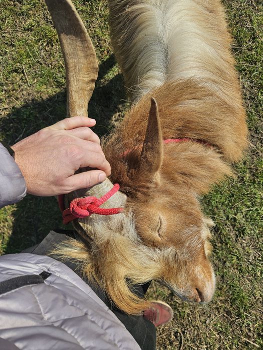 Vand țap de 2 ani jumatate