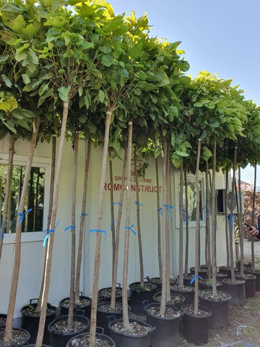 Tuia, mesteacan, platan, tei, brazi, magnolia, catalpa, pon pon liliac