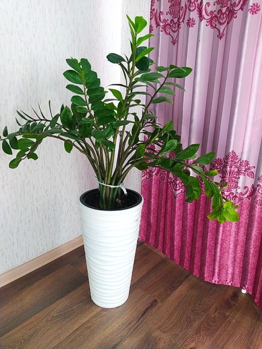 Долларовое дерево