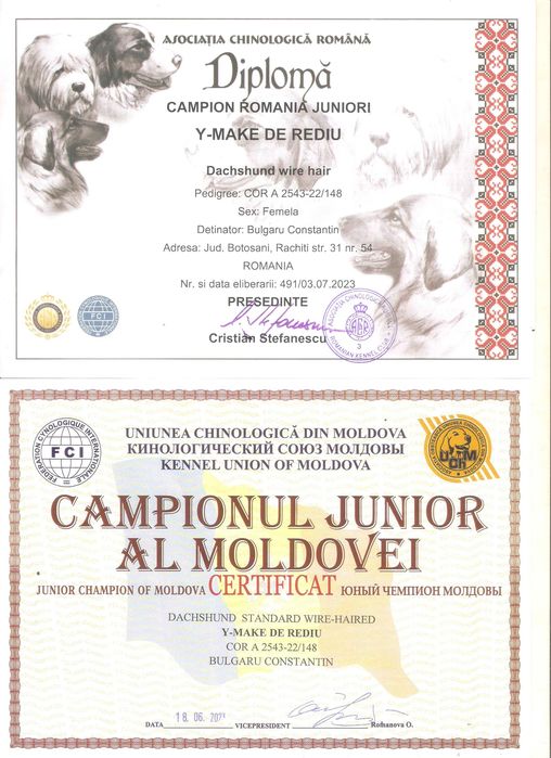 Pui Teckel Standard par Sarmos ( Dachshund Standard Rauhhaar )