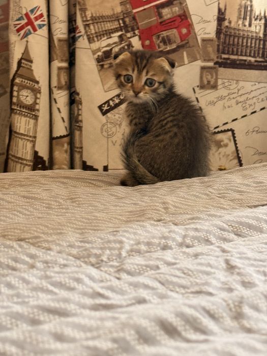 Вислоухий британский котенок