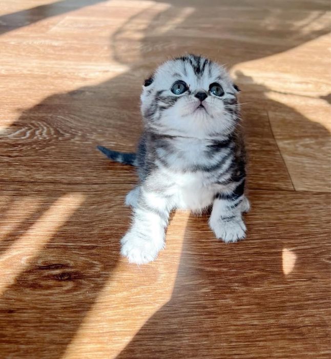 Симпатичные Котодетки