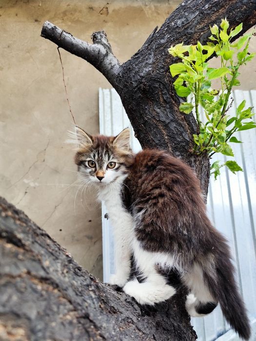 Отдам котят +корм и наполнитель