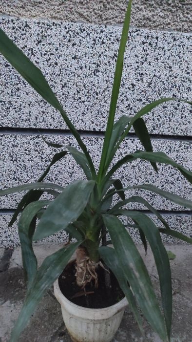 Палма Юка, висока 70 см