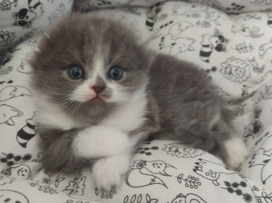 Распродажа! Вислоухий малыш!