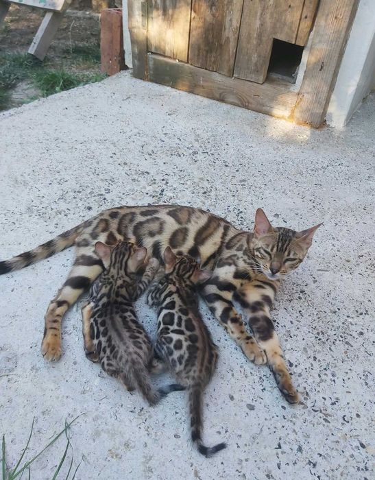 Чистокръвни Бенгалски котки