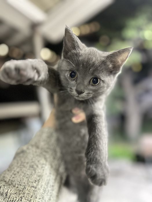 Отдам котенка девочка