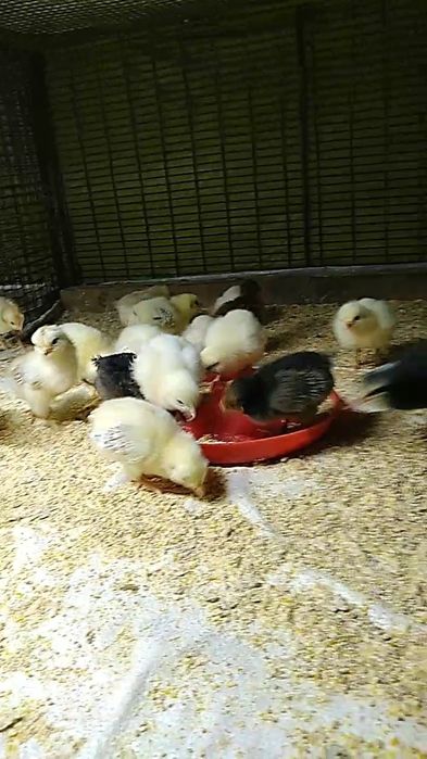 Цыплята суточные домашние