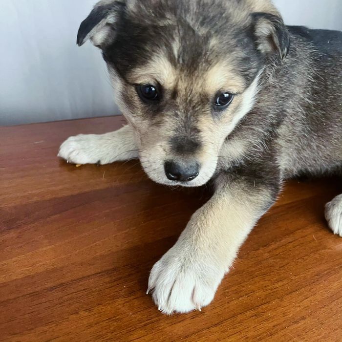 Отдам звоночков в добрые руки