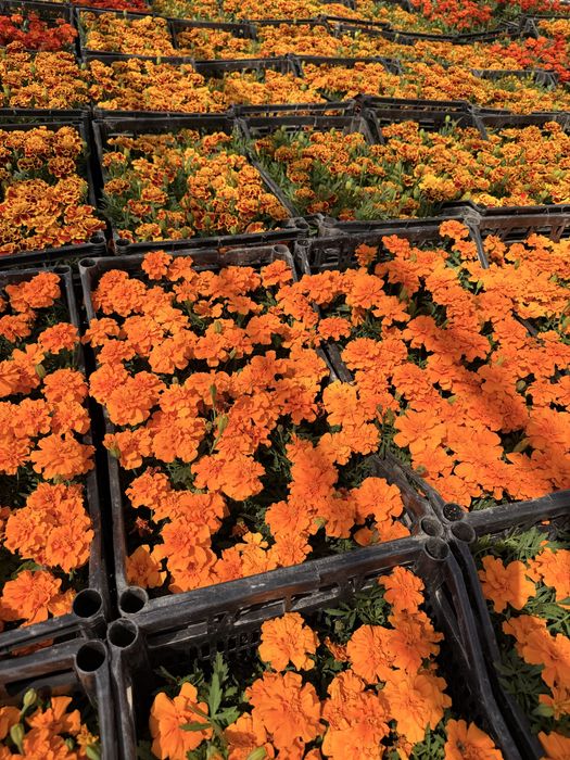 Гуллар Бананза ва Тайгес Шафран Райхонлар