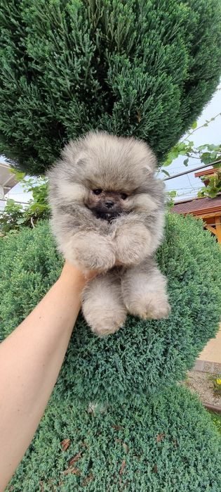 Померан мини мини
